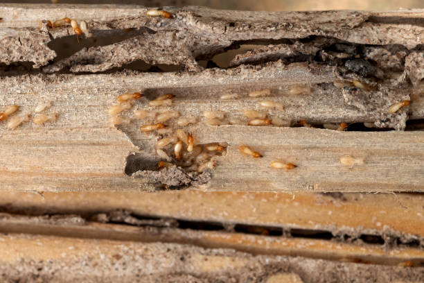 Memphis, MO Pest Control Company