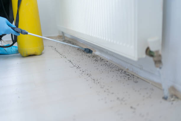 Best Ant Control Services  in Memphis, MO